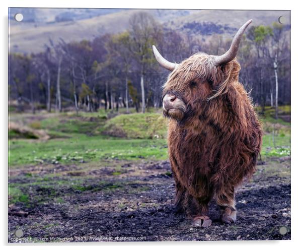 Highland Cow Acrylic by Tom McPherson