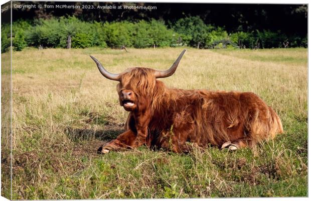  Highland Cow Relaxing Canvas Print by Tom McPherson
