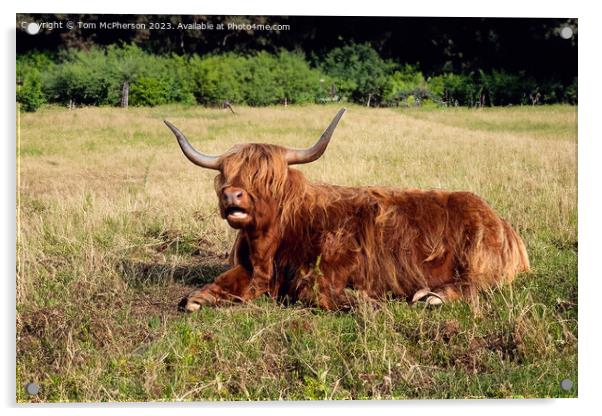  Highland Cow Relaxing Acrylic by Tom McPherson