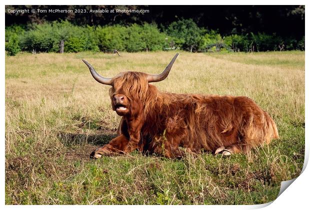  Highland Cow Relaxing Print by Tom McPherson