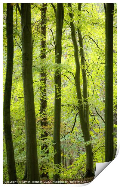 Woodland Architecture  Print by Simon Johnson