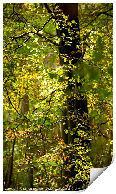 Sunlit Leaves  Print by Simon Johnson