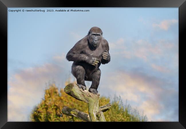 Gorilla's Tree-Balancing Act Framed Print by rawshutterbug 