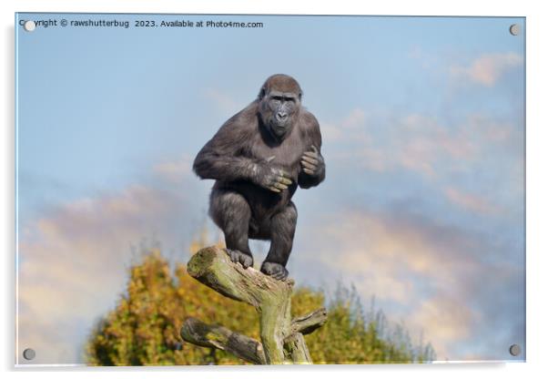 Gorilla's Tree-Balancing Act Acrylic by rawshutterbug 