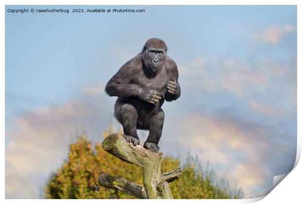 Gorilla's Tree-Balancing Act Print by rawshutterbug 