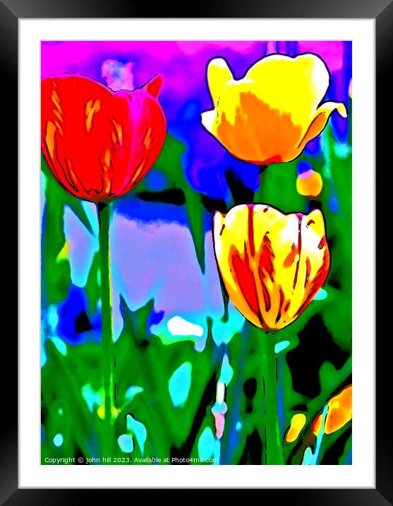 Painted Tulips Framed Mounted Print by john hill