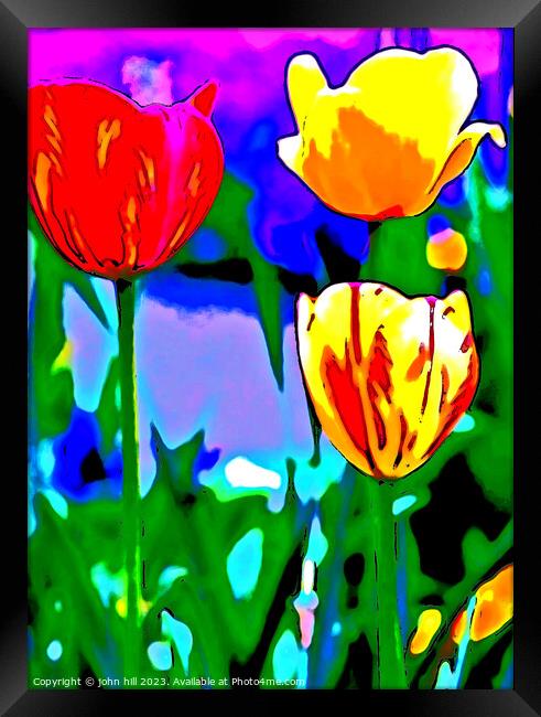 Painted Tulips Framed Print by john hill