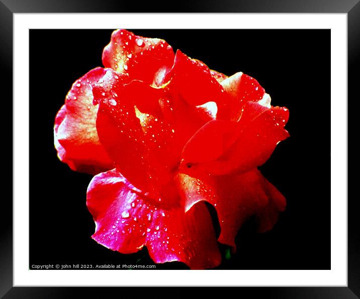 Red Rose in Abstract Framed Mounted Print by john hill