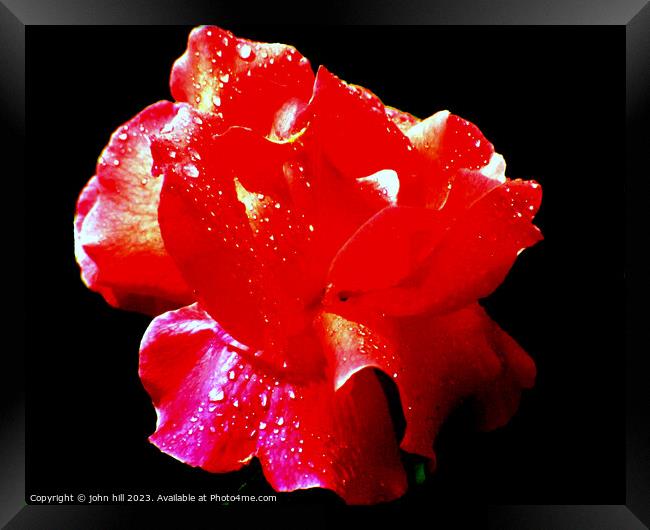 Red Rose in Abstract Framed Print by john hill