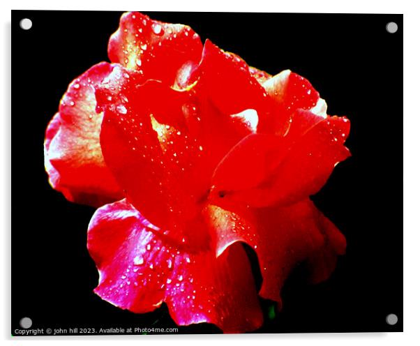 Red Rose in Abstract Acrylic by john hill