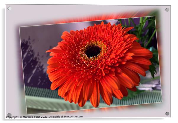 Bright orange blossom Acrylic by Marinela Feier