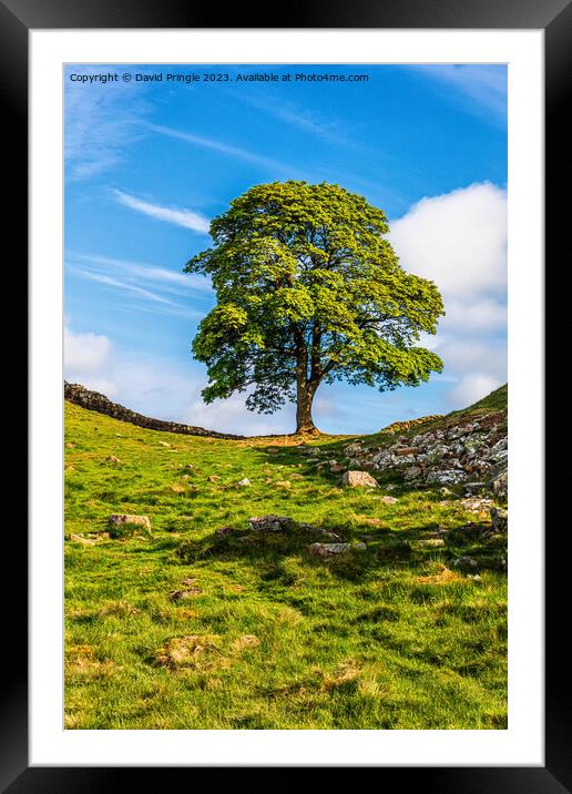 Sycamore Gap Framed Mounted Print by David Pringle