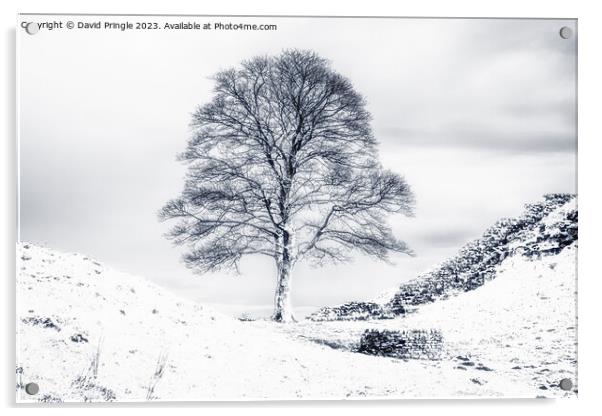 Sycamore Gap Acrylic by David Pringle