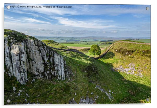 Sycamore Gap Acrylic by David Pringle