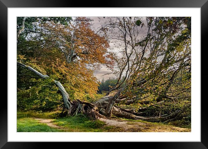 Fallen Tree Framed Mounted Print by Sally Wallis