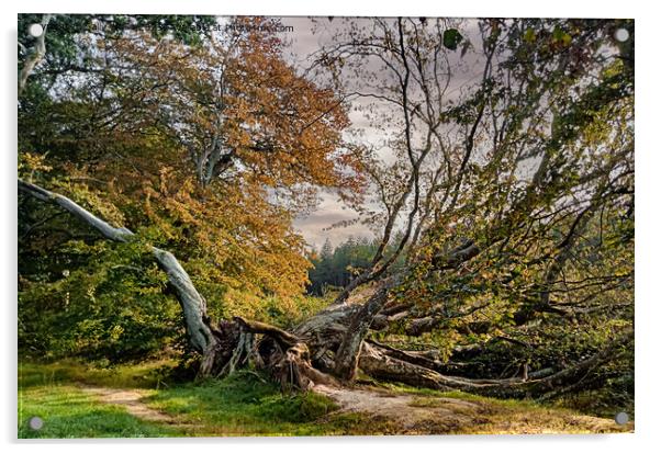 Fallen Tree Acrylic by Sally Wallis