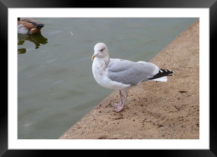 A gull looking deep in thought Framed Mounted Print by Peter Hodgson