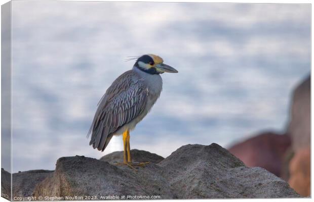 Yellow-Crowned Night Heron, St Lucia Canvas Print by Stephen Noulton