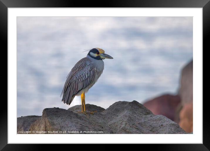 Yellow-Crowned Night Heron, St Lucia Framed Mounted Print by Stephen Noulton
