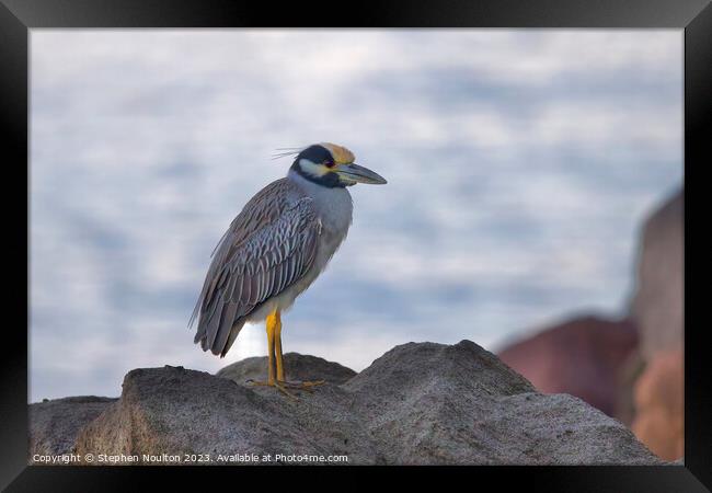 Yellow-Crowned Night Heron, St Lucia Framed Print by Stephen Noulton