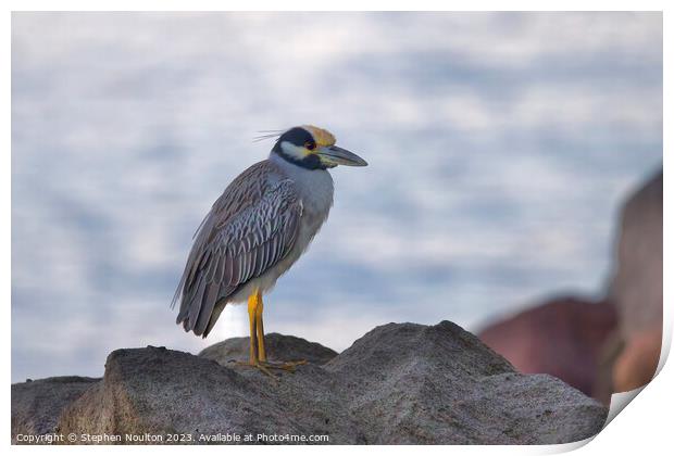 Yellow-Crowned Night Heron, St Lucia Print by Stephen Noulton