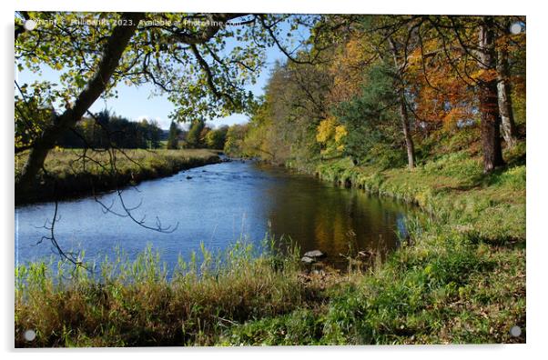 Autumn day by the River Deveron in Aberdeenshire Acrylic by Phil Banks