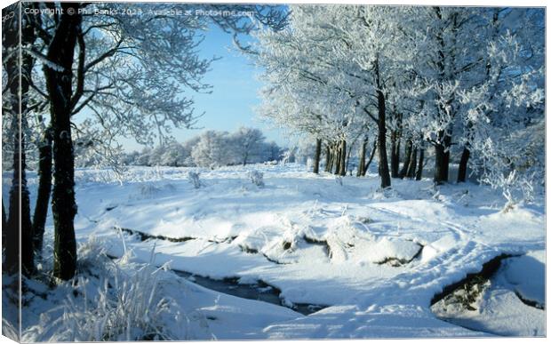 Snow and frost on Alder trees in a Highland Glen Canvas Print by Phil Banks