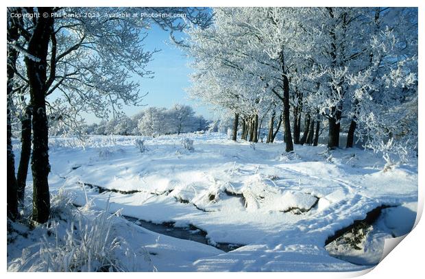 Snow and frost on Alder trees in a Highland Glen Print by Phil Banks