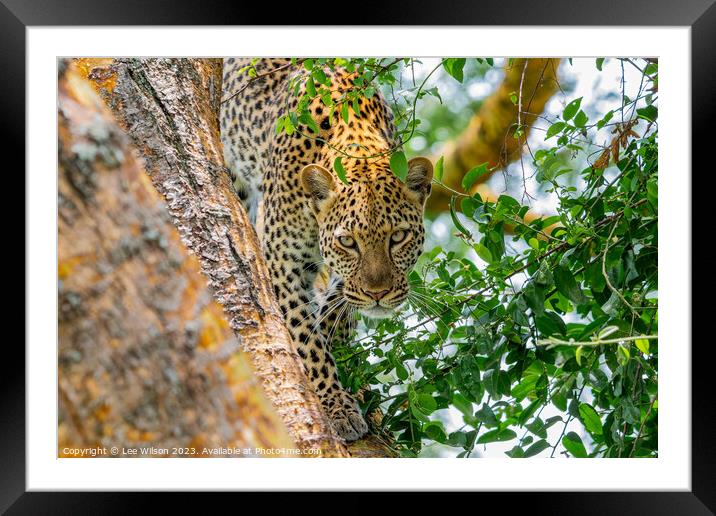 Leopard in the Tree Framed Mounted Print by Lee Wilson