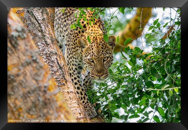 Leopard in the Tree Framed Print by Lee Wilson