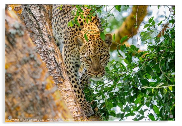 Leopard in the Tree Acrylic by Lee Wilson