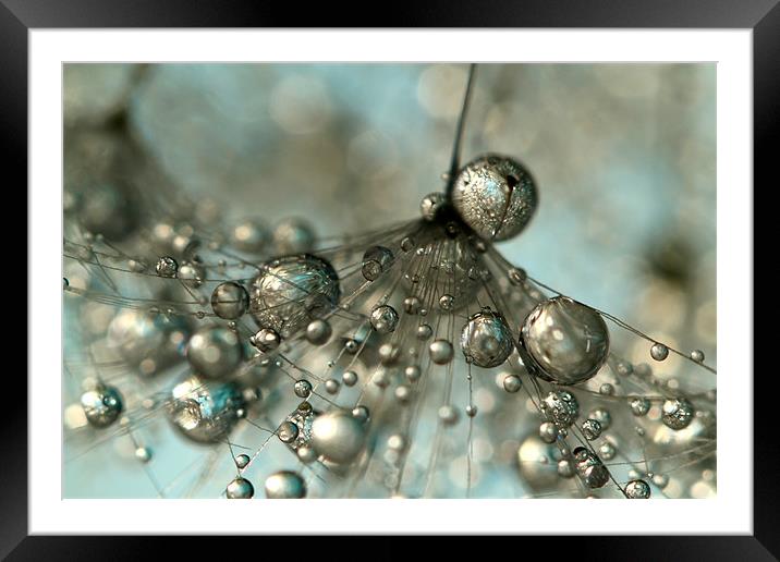 Dandy in Silver & Blue Framed Mounted Print by Sharon Johnstone