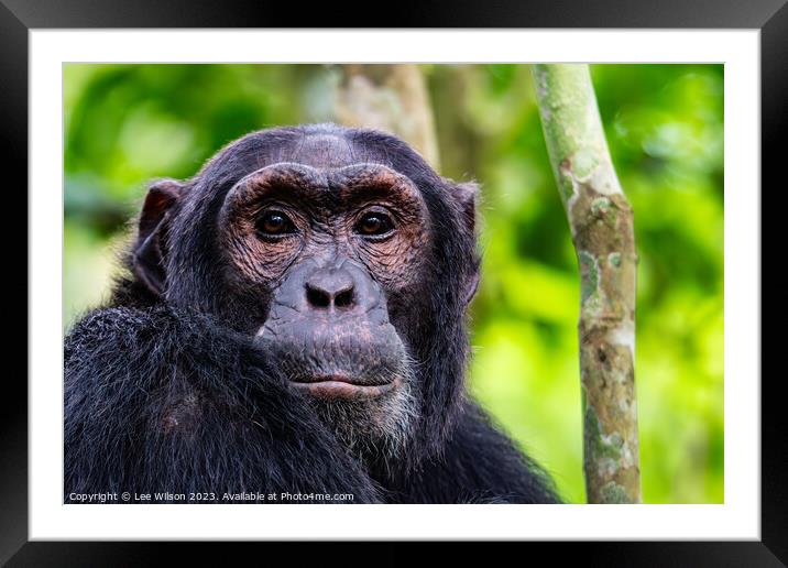 Chimpanzee Portrait Framed Mounted Print by Lee Wilson