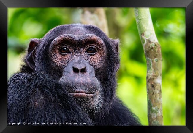 Chimpanzee Portrait Framed Print by Lee Wilson