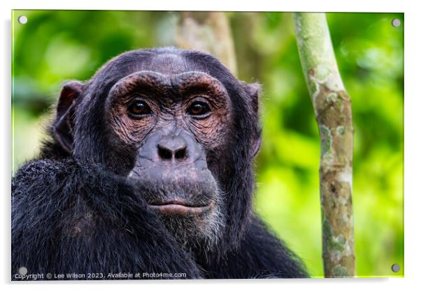 Chimpanzee Portrait Acrylic by Lee Wilson