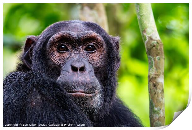 Chimpanzee Portrait Print by Lee Wilson