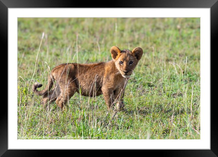 Wild Lion Cub Framed Mounted Print by Lee Wilson