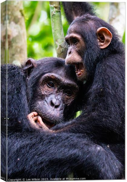 Chimps at Play Canvas Print by Lee Wilson