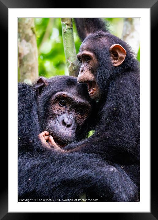 Chimps at Play Framed Mounted Print by Lee Wilson
