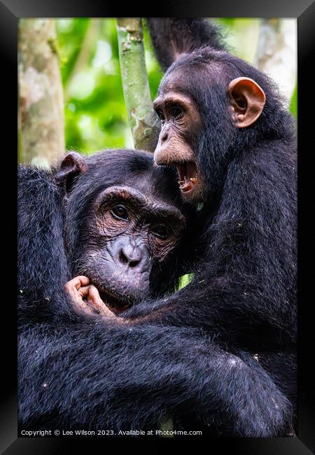 Chimps at Play Framed Print by Lee Wilson