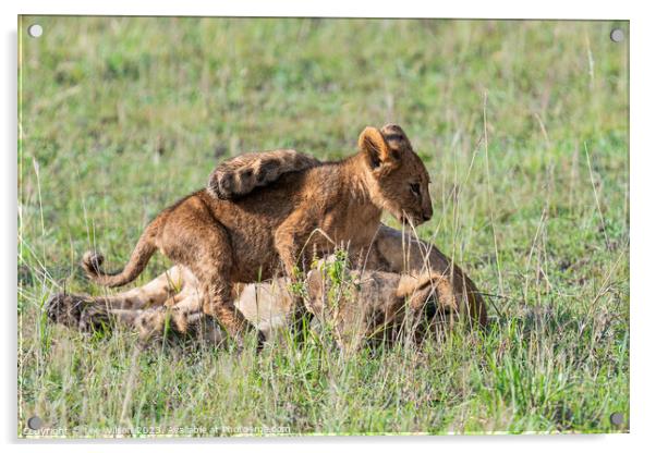 Lion Cubs at Play Acrylic by Lee Wilson