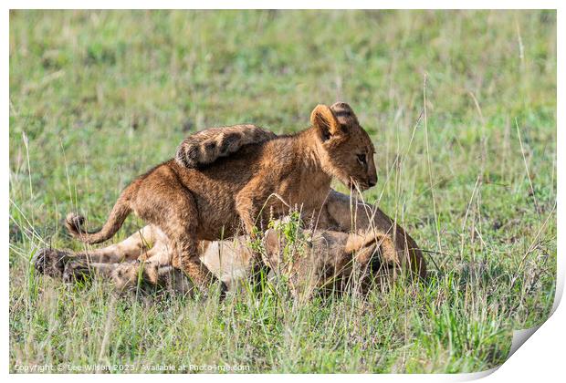 Lion Cubs at Play Print by Lee Wilson