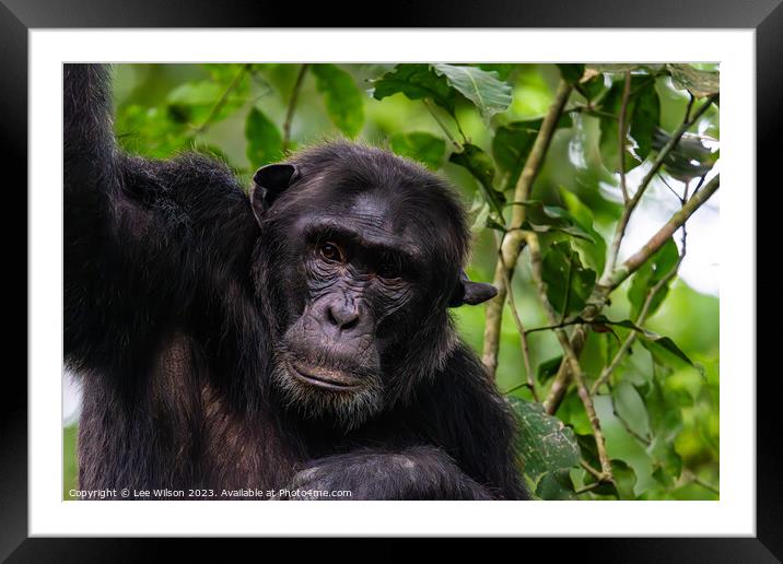 Thoughtful Chimp Framed Mounted Print by Lee Wilson
