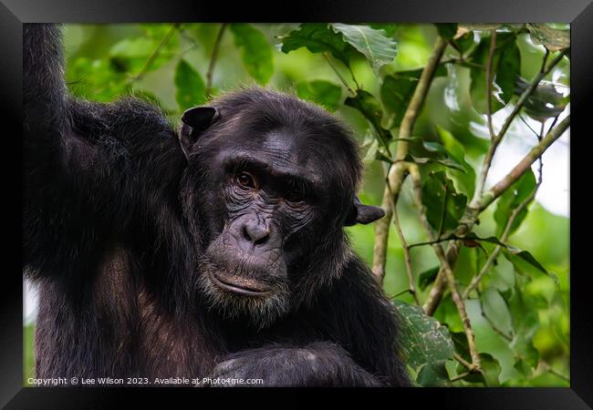 Thoughtful Chimp Framed Print by Lee Wilson