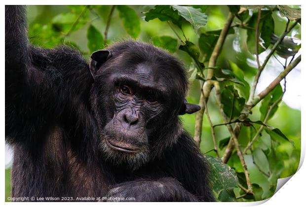 Thoughtful Chimp Print by Lee Wilson