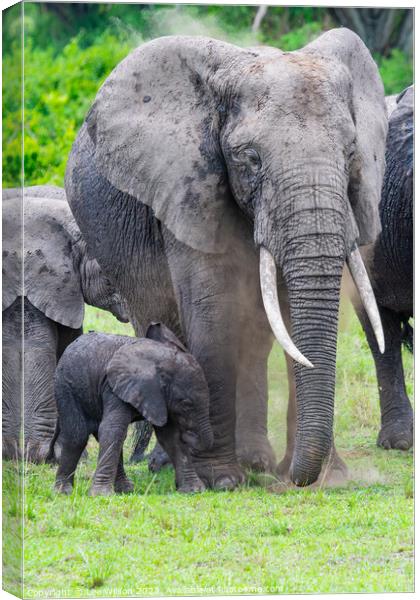 Elephant and Baby Canvas Print by Lee Wilson
