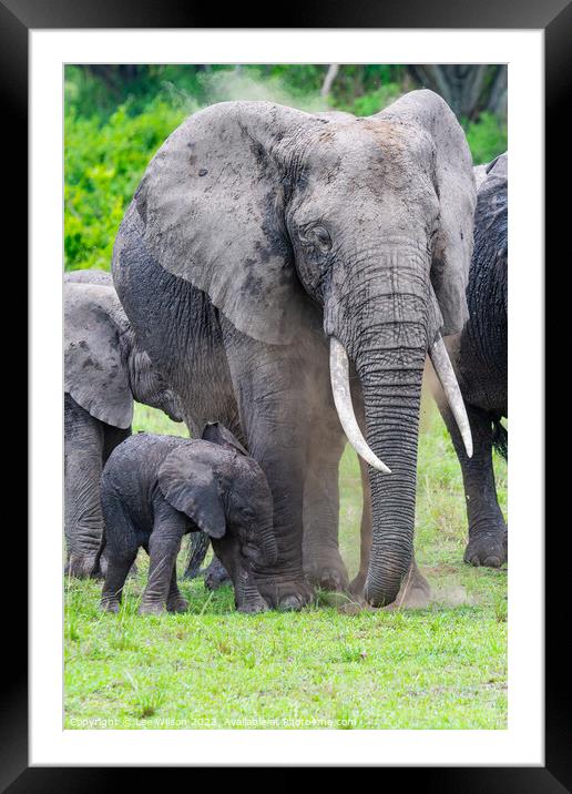 Elephant and Baby Framed Mounted Print by Lee Wilson