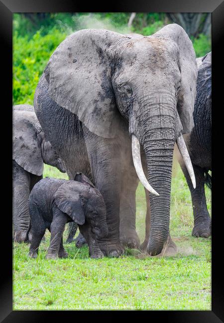 Elephant and Baby Framed Print by Lee Wilson