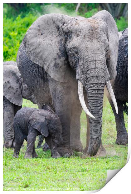 Elephant and Baby Print by Lee Wilson