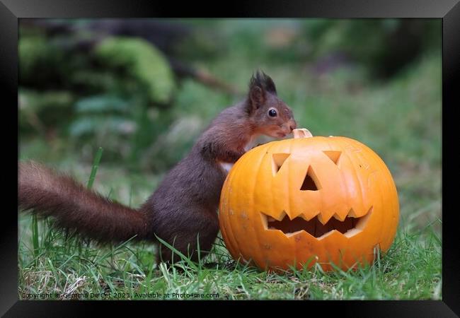 Red Squirrel with Halloween Pumpkin  Framed Print by Gemma De Cet